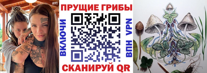 кракен ссылки  Щучье  Псилоцибиновые грибы мицелий 
